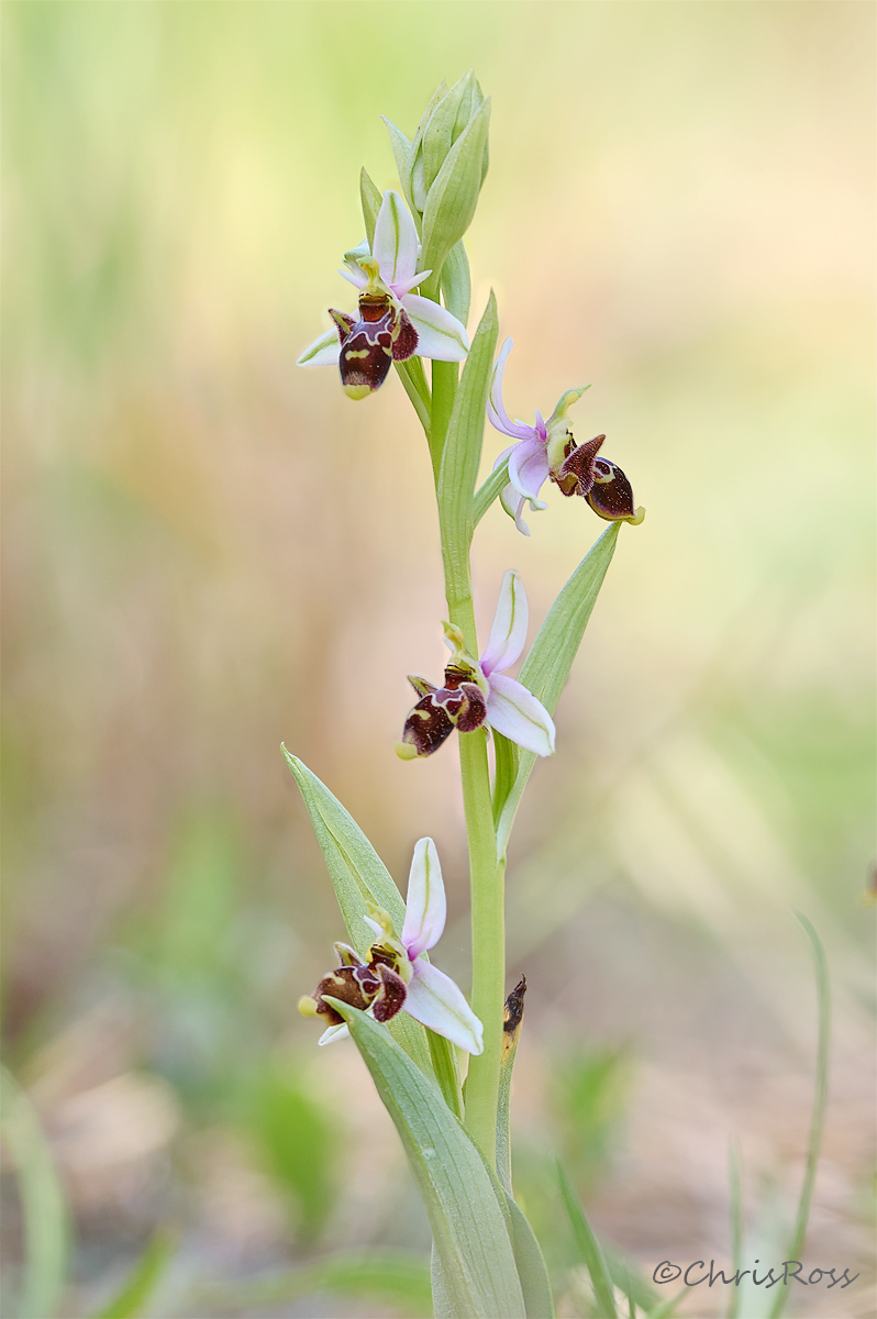 Woodcock Orchid