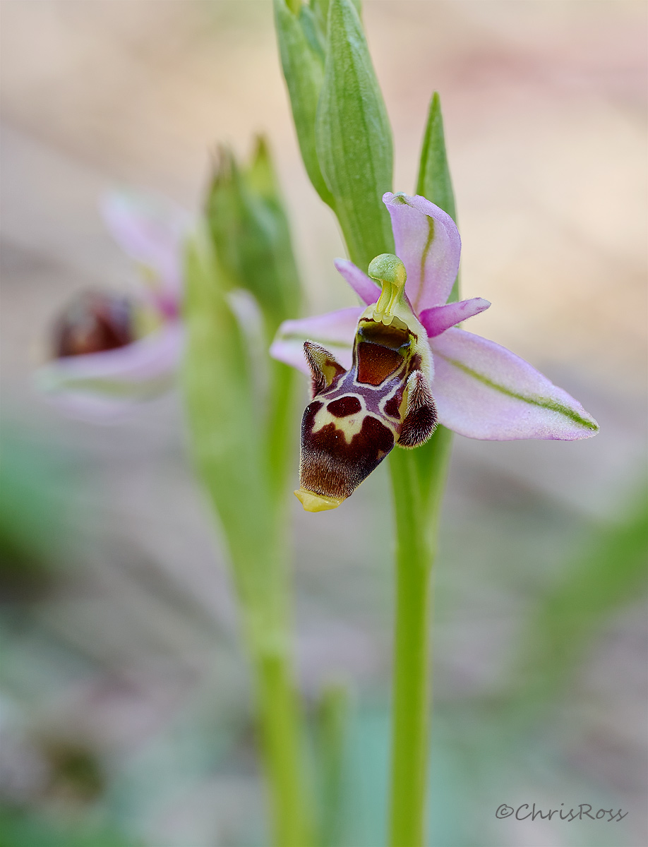 Woodcock Orchid 3