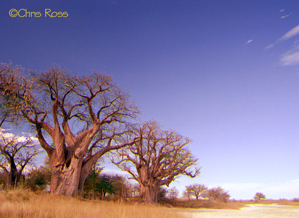 Baines' Baobabs 2