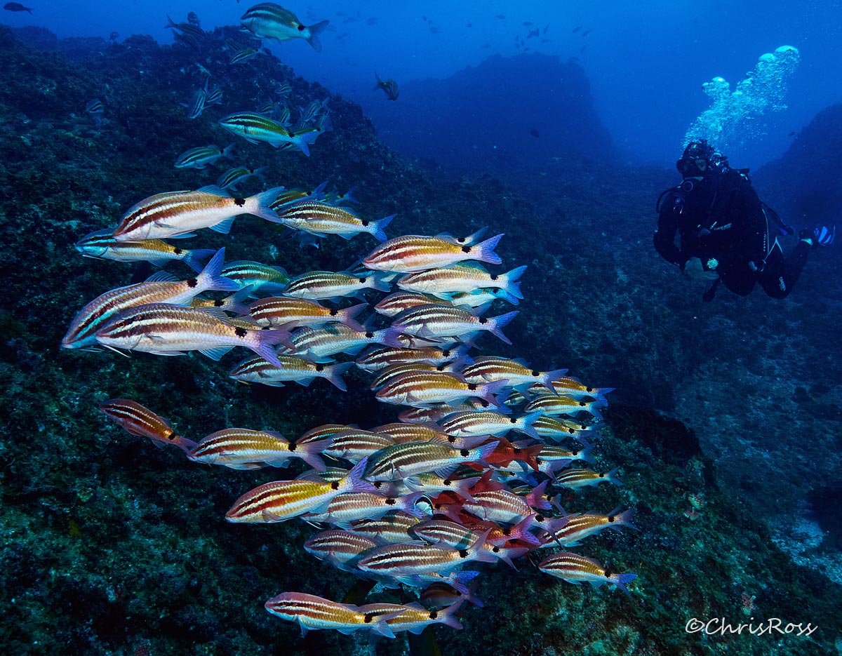 Black saddle goatfish 3
