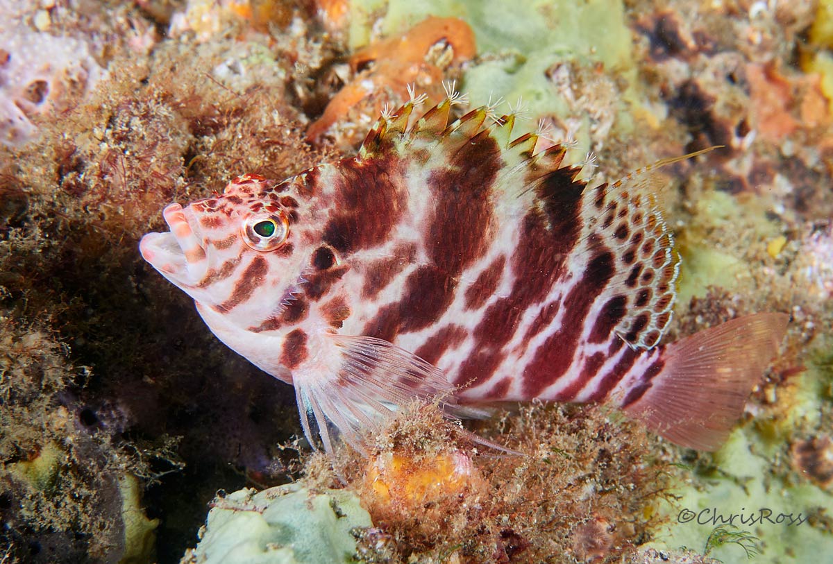 Blotched Hawkfish 2
