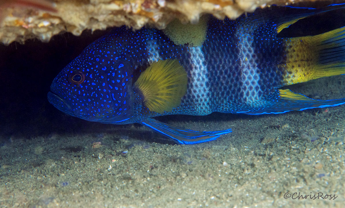 Eastern Blue DevilFish 2