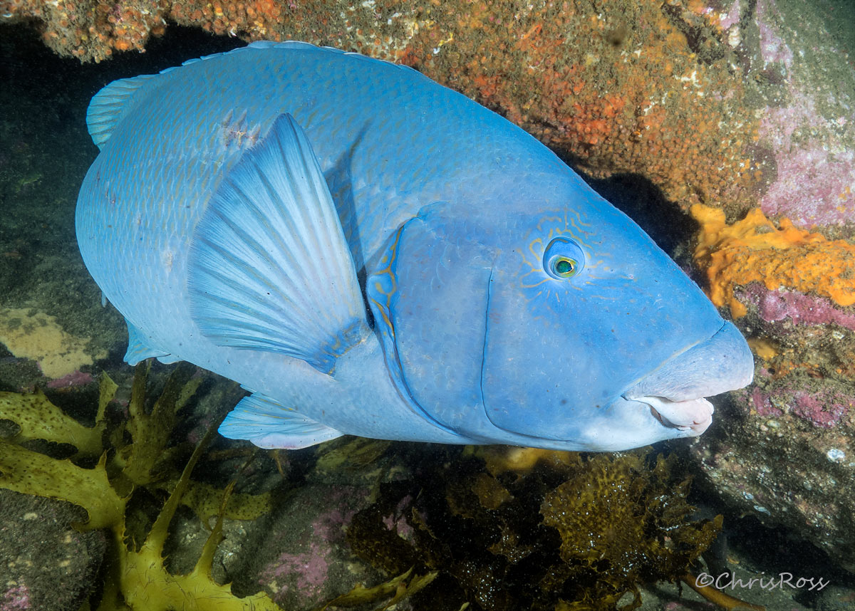 Eastern Blue Groper 4
