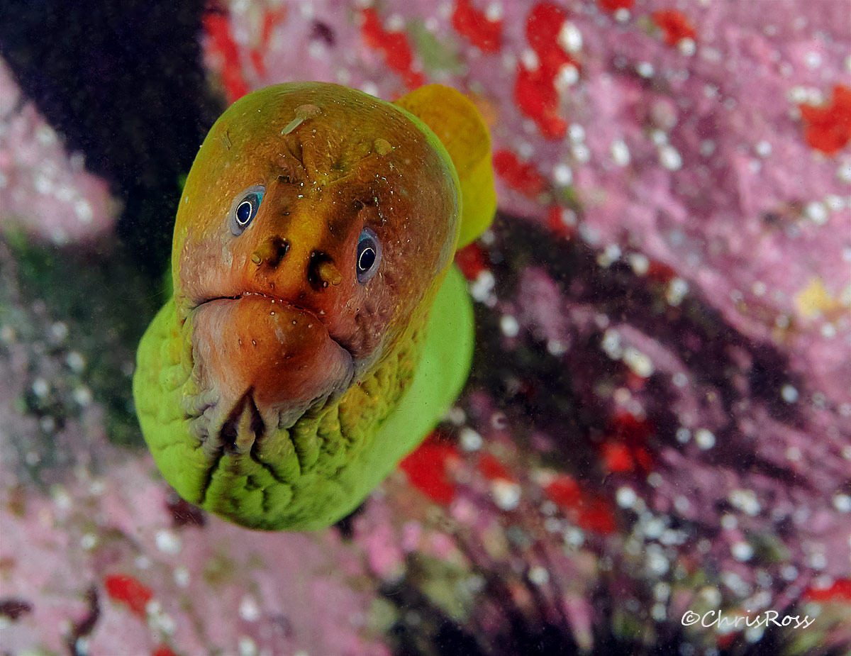 Green Moray 10