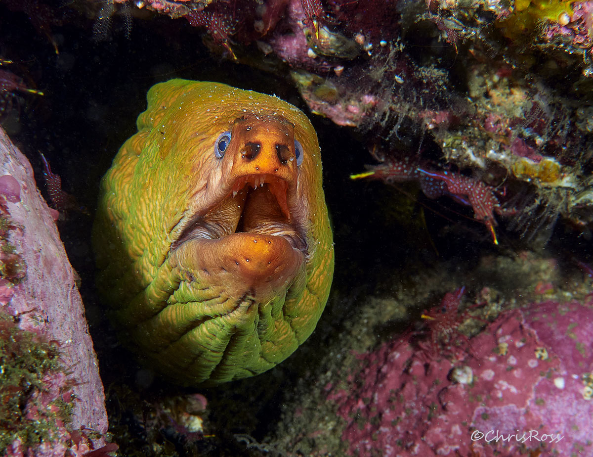 Green Moray 17