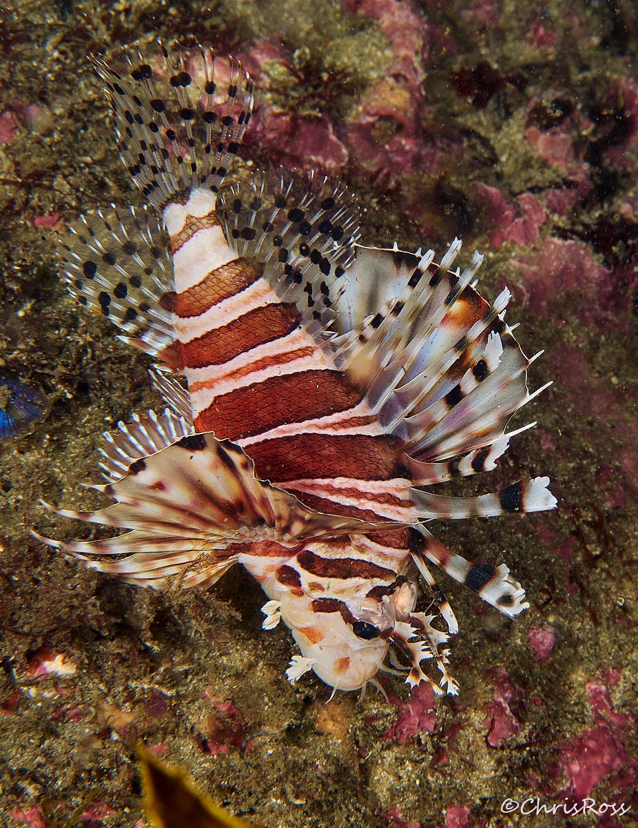 Zebra Lionfish 4