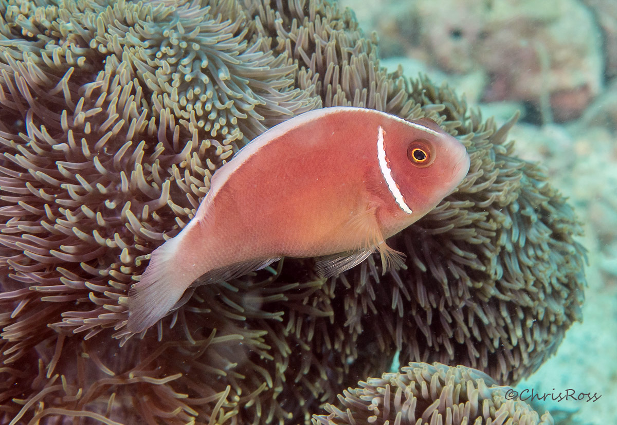 Pink Anemone Fish 3